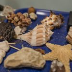 program - loose parts aspen-2050